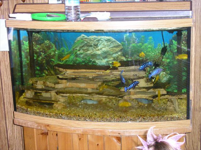46 Gallon Tank with African Ciclids
