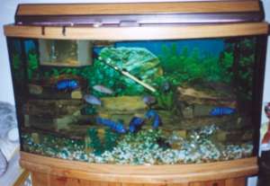 Baby Fish - African Ciclids